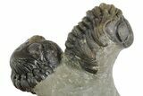 Cluster Of Seven Trilobite Fossils (Austerops & Gerastos) #350554-8